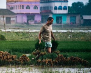 Produção de Arroz na Índia Cai pela Primeira Vez em Dez Anos