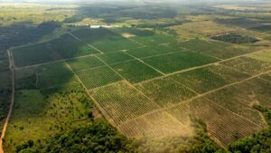 Preço da Soja no Paraná Atinge Máximas em Sete Meses