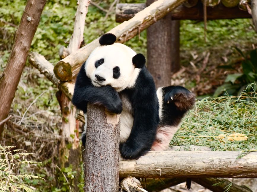 Vale planeja captar até US$522 milhões em panda bonds na China