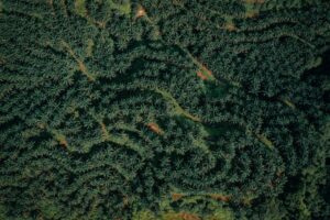 Seca causada pelo El Niño afeta produção de óleo de palma na Indonésia