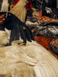 Uruguai suspende importação de aves do Brasil após surto da doença de Newcastle