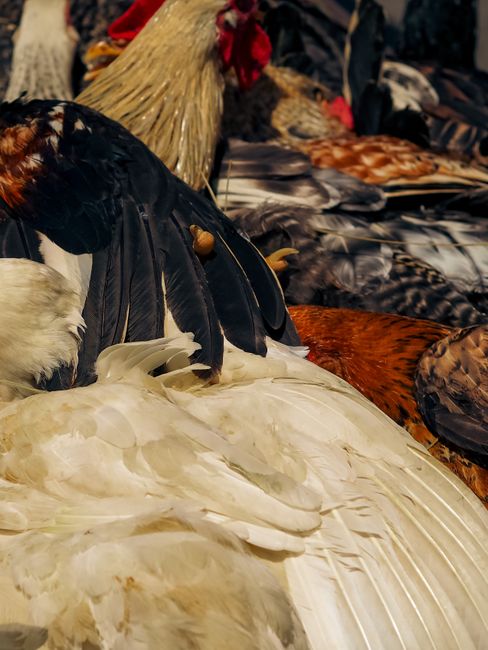 Uruguai suspende importação de aves do Brasil após surto da doença de Newcastle
