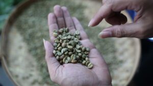 Preço do café cai no Vietnã e sobe nos prêmios da Indonésia
