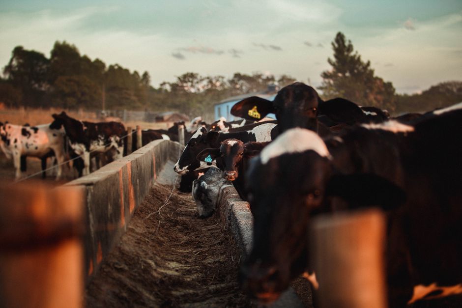 Propriedade em Minas Gerais Converte Gado em Sistema Agroflorestal Rentável e Sustentável