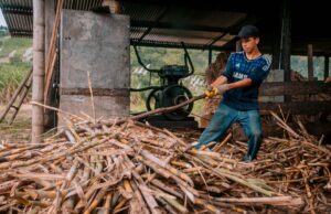 El Niño ameaça produção de açúcar e aumenta preços no Brasil